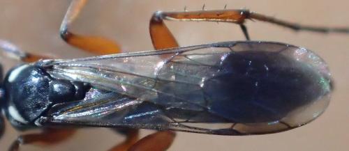 Réf. 205 293 : Agenioideus cinctellus